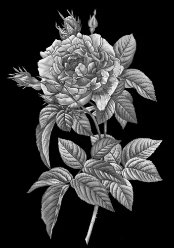 Цветок 026 (роза)