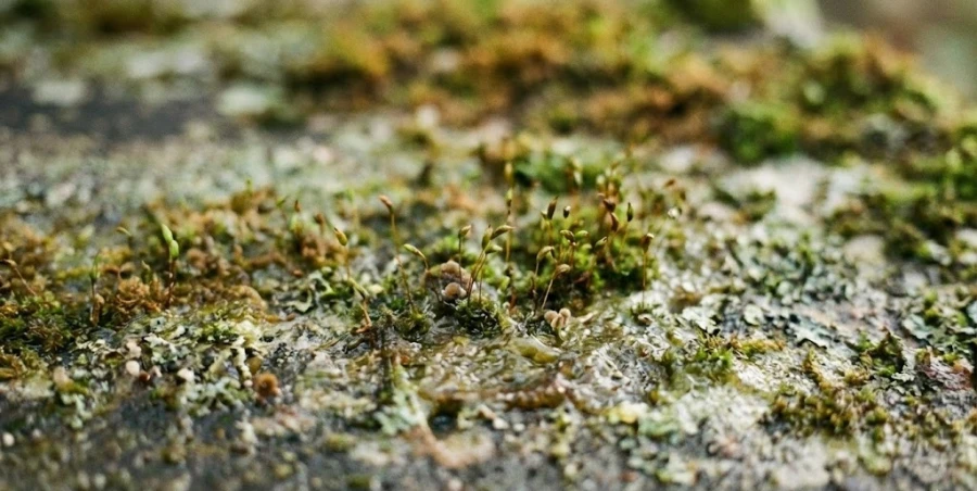 bioplenka-i-moh-na-kamne